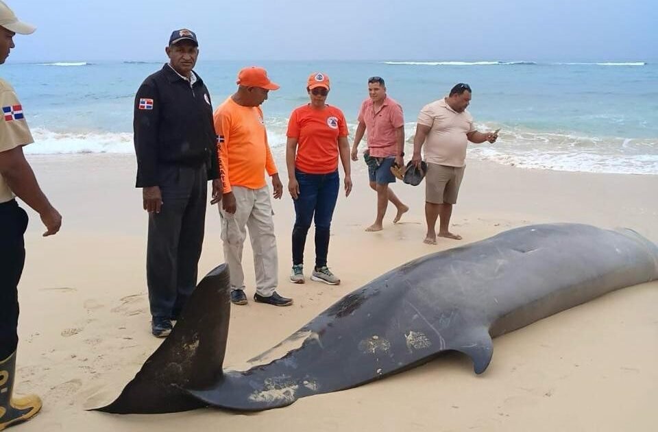 Mesoplodon muerto en Playa Grande pone bajo lupa la respuesta ambiental en Río San Juan