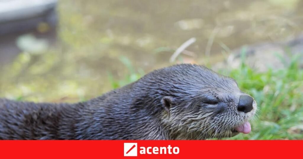 El 27 de mayo coloca en la agenda reclamos de salud, ambiente e inclusión más allá de las efemérides