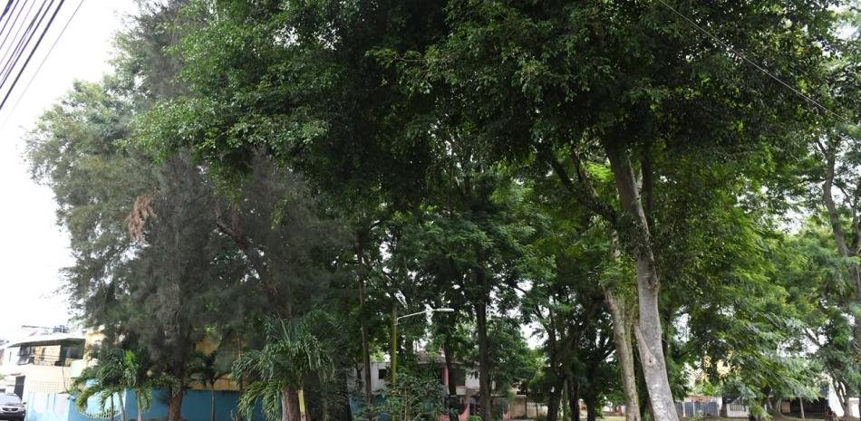Vecinos de Los Molinos alertan por árboles que amenazan viviendas y falta de respuesta