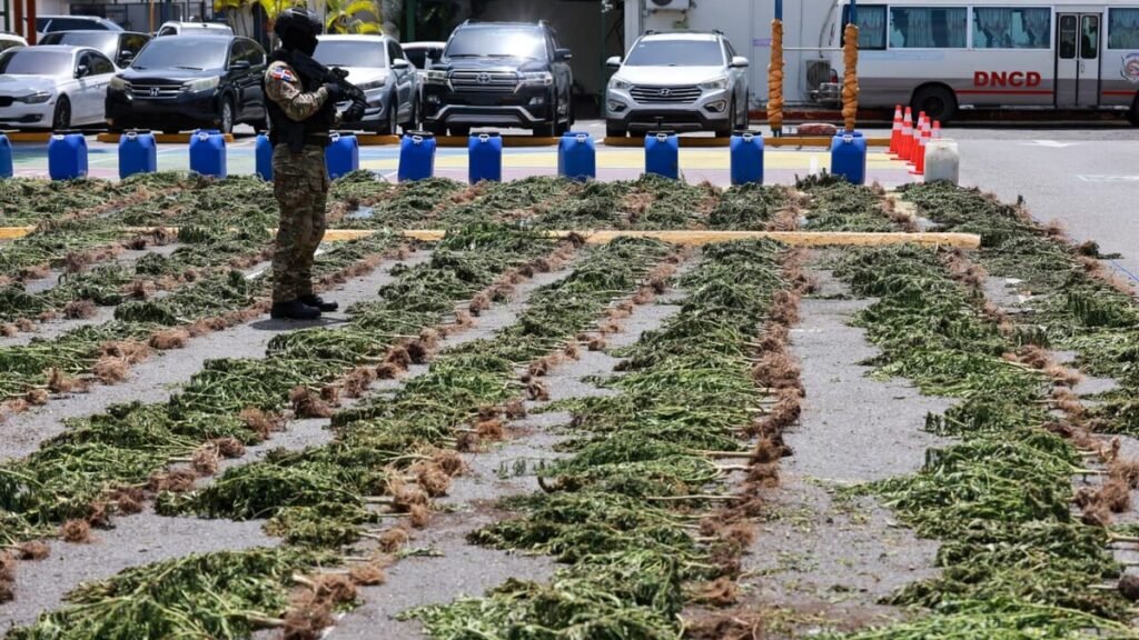 Incautan más de 3,000 plantas de presunta marihuana en Ocoa y se amplía la pesquisa sobre la red