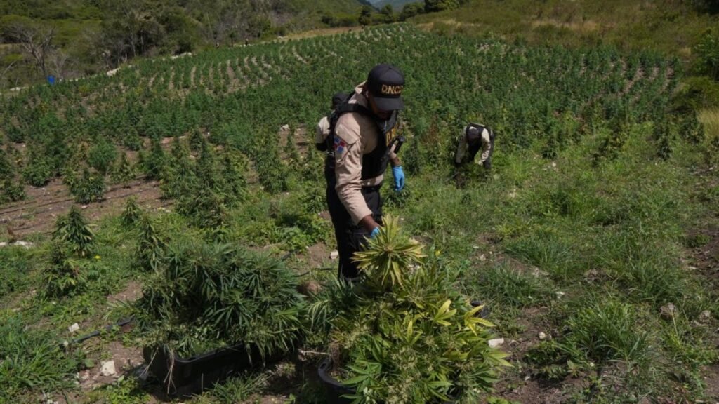 Ocoa: desmantelan una plantación con más de 3,000 matas de marihuana en El Pinar