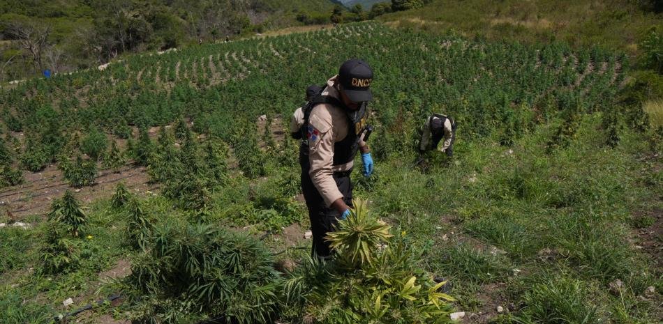 DNCD desarticula en Ocoa una finca con más de 3,000 plantas de marihuana y un centro de procesamiento clandestino
