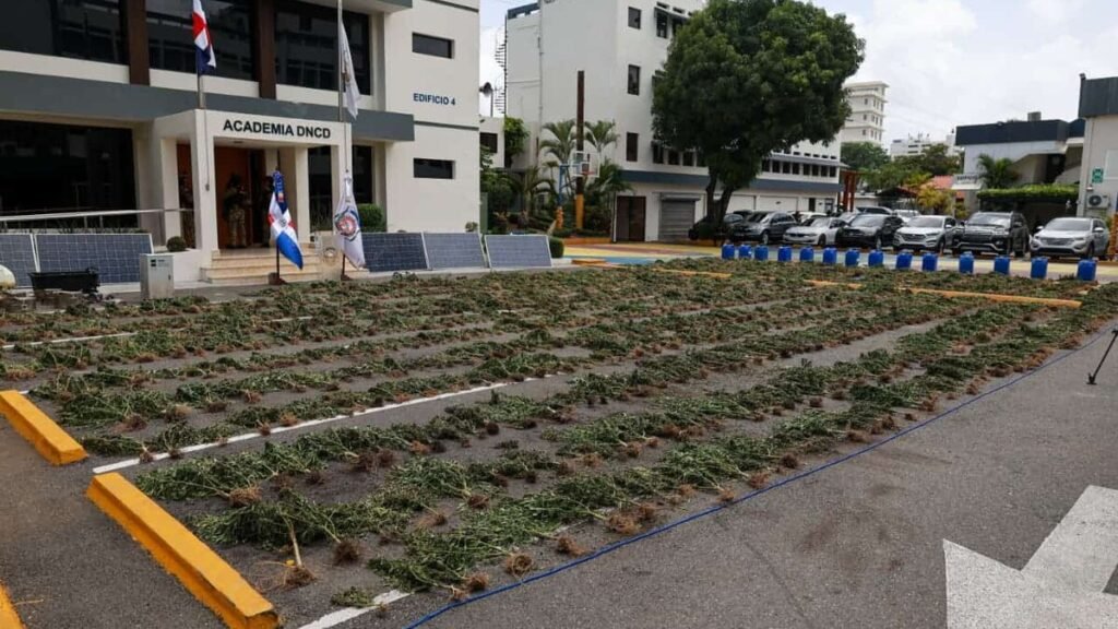 DNCD decomisa 3,533 plantas de marihuana en operativo en San José de Ocoa