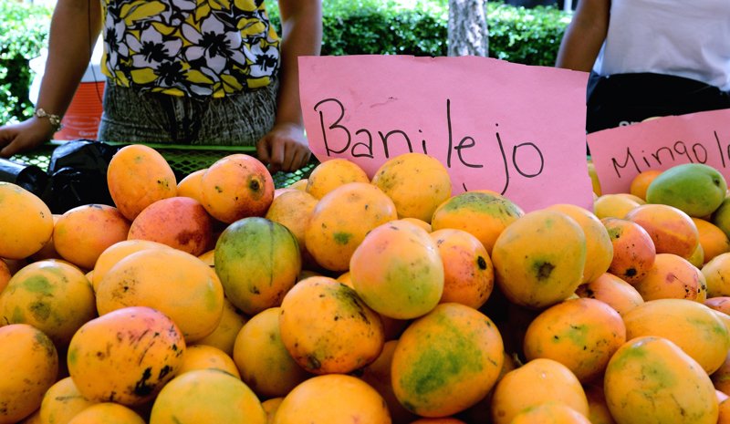 Expo Mango 2026 regresará a Baní con actividades técnicas y culturales, mientras crece la demanda de apoyo efectivo al agro