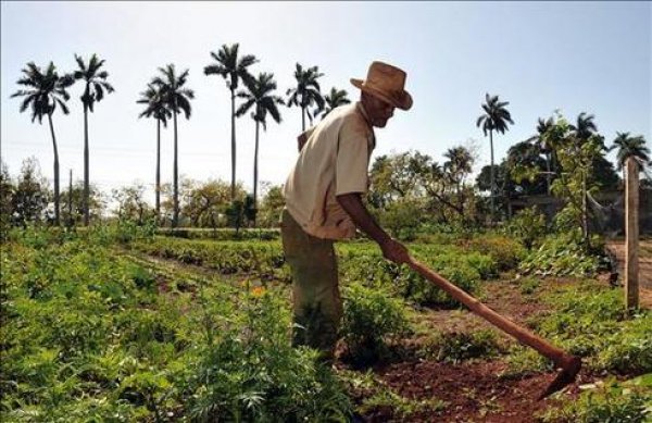 La producción agropecuaria muestra avance en el trimestre, pero persisten brechas de productividad