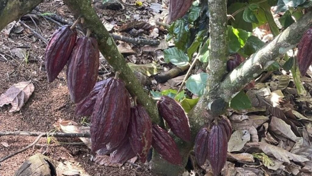Rescatan giro del cacao en 1979 y reabren el contraste entre apoyo productivo real y discurso oficial