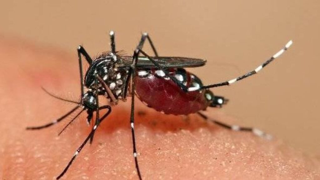 Dengue sube 20 % en 2026 y: el costo sanitario de fallas básicas en agua y prevención