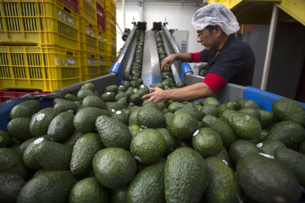 Alerta de EE.UU. paraliza exportaciones de aguacate y expone otra crisis de control en Michoacán