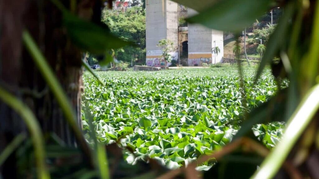 Las lilas regresan al Ozama y vuelven a exhibir el deterioro de sus aguas