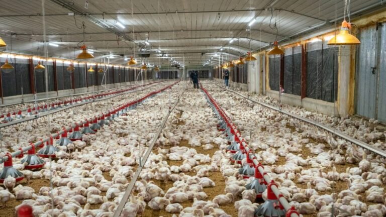 ADA reporta una producción avícola alta, pero el alza de insumos sigue tensando los costos